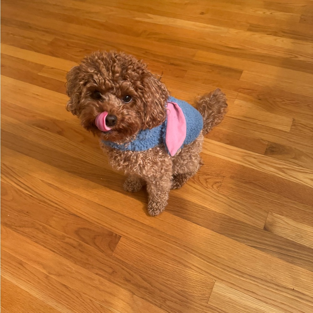 Disney Eeyore Dog Halloween Costume – Size Small – Winnie the Pooh Pet Outfit - Picture 10 of 14